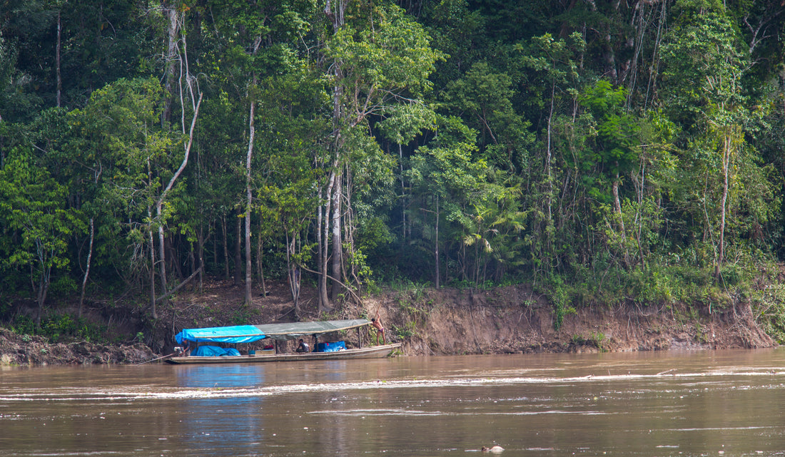 Colombian Indigenous Synchronization with the  Amazon Flooding Cycles